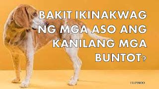 Kung Bakit Iwinawagwag ng mga Aso ang Kanilang Buntot.
